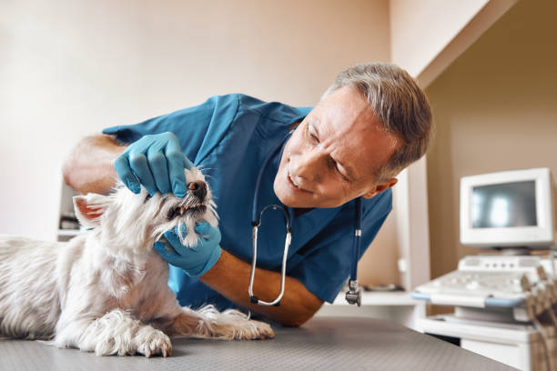 Best Emergency Dental Care for Broken or Chipped Teeth in Cleveland, AL